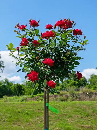 Red Double Knock Out® Rose - Tree Form