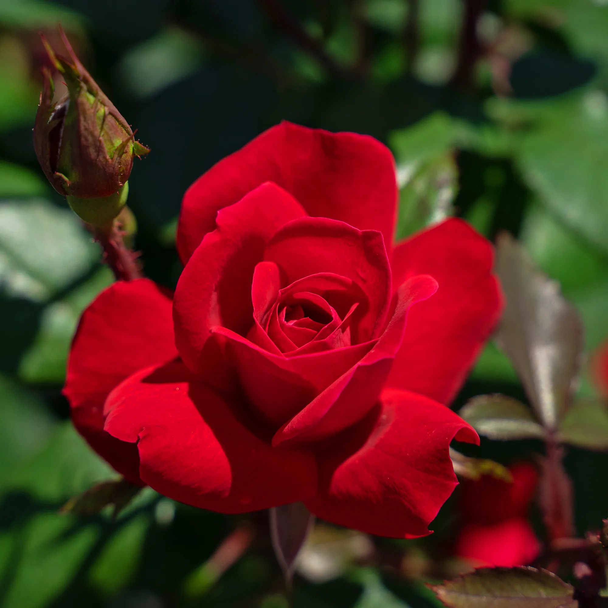 Double Knock Out Rose Trees for Sale Online | The Tree Center