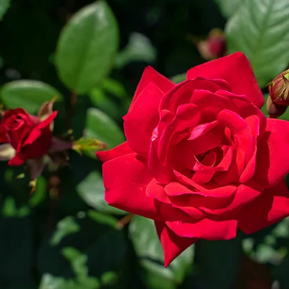 Double Knock Out Rose Trees for Sale Online | The Tree Center