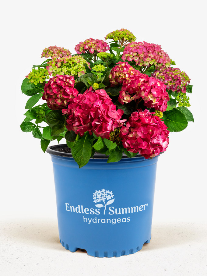 Buy Hydrangeas | Hydrangeas For Sale Online | The Tree Center