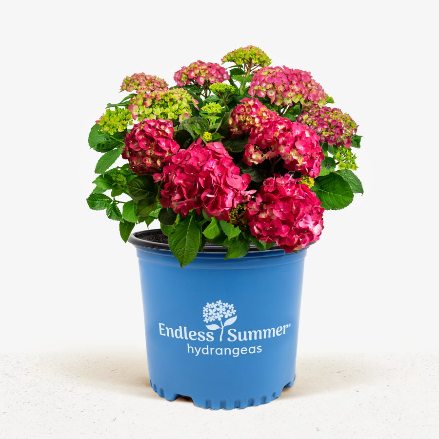 Summer Crush Hydrangea For Sale Online | The Tree Center