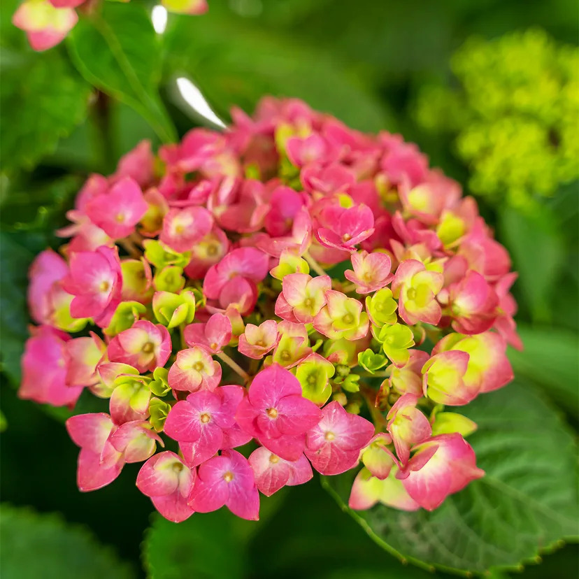 Summer Crush Bigleaf Hydrangea For Sale Online | The Tree Center