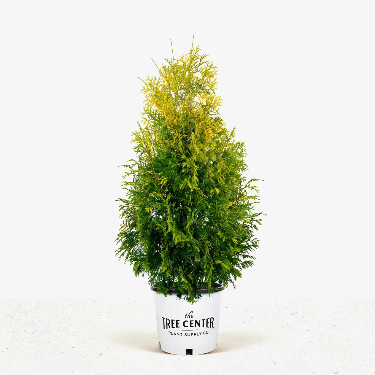 Yellow Ribbon Arborvitae For Sale Online | The Tree Center