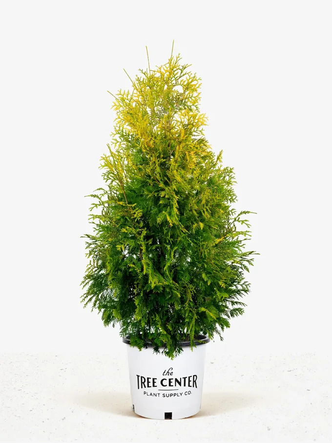 Arborvitae Trees for Sale Online | The Tree Center