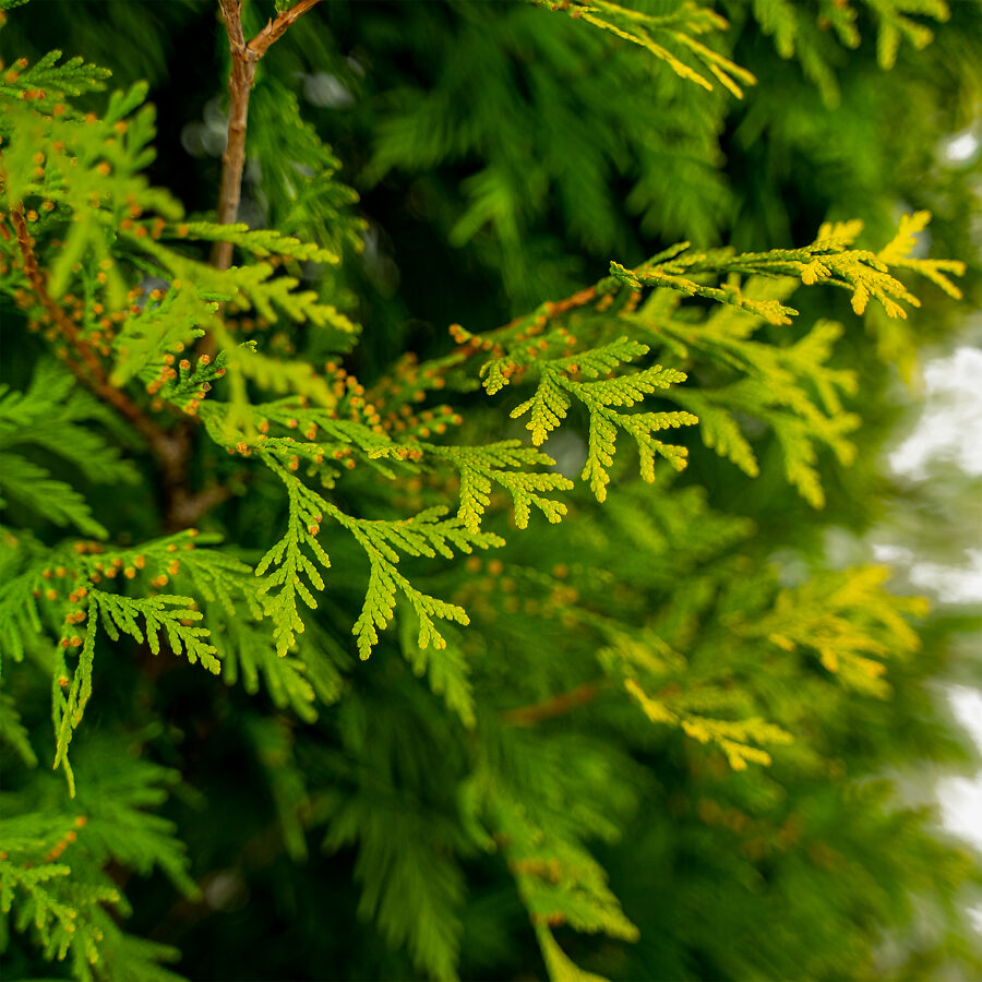 Yellow Ribbon Arborvitae For Sale Online | The Tree Center