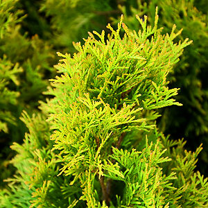 Highlights Arborvitae For Sale Online | The Tree Center