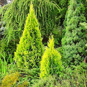 Highlights Arborvitae For Sale Online | The Tree Center