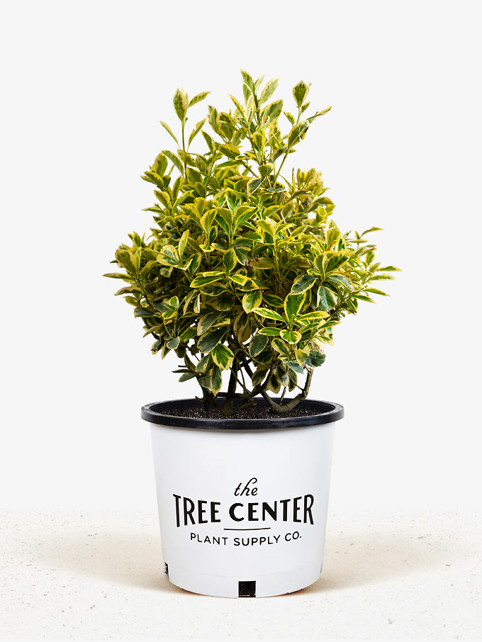 Green Spire Euonymus For Sale Online 