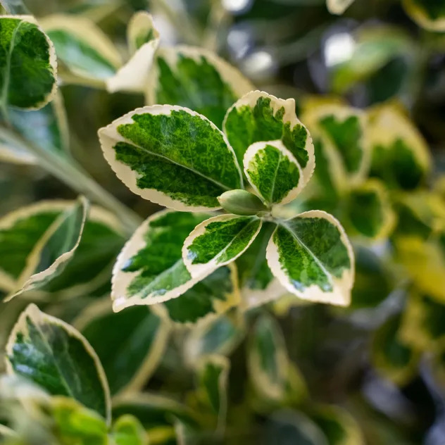 Silver Queen Euonymus For Sale Online | The Tree Center