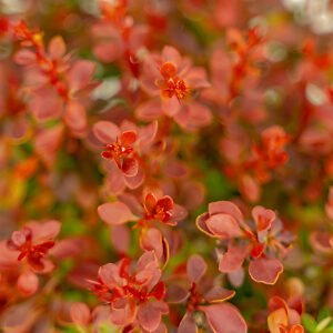 Admiration Japanese Barberry Shrubs For Sale Online | The Tree Center