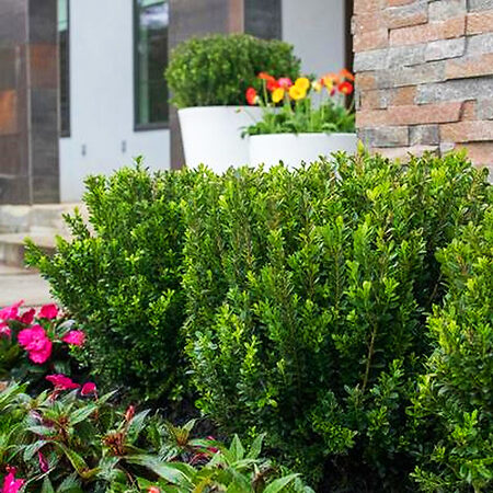 Baby Jade Japanese Boxwoods For Sale Online | The Tree Center