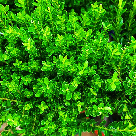 Baby Jade Japanese Boxwoods For Sale Online | The Tree Center