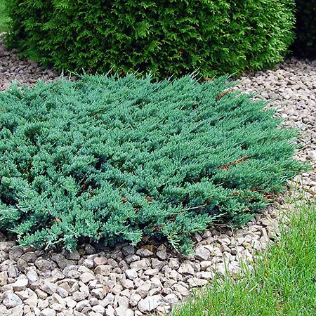 Blue Chip Juniper Trees For Sale Online | The Tree Center