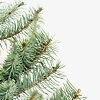 Blue Diamond Spruce Trees For Sale Online | The Tree Center