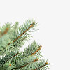 Blue Diamond Spruce Trees For Sale Online | The Tree Center