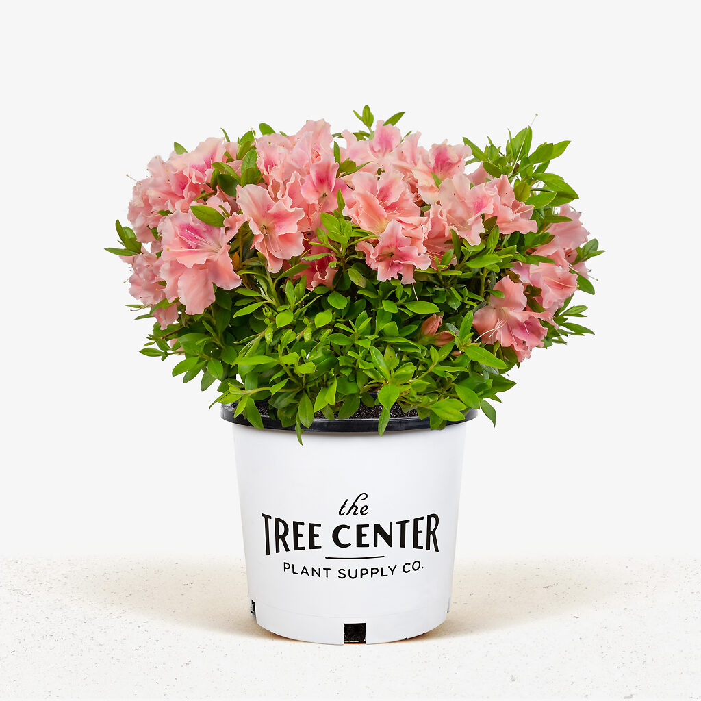 Blush Elegance ReBLOOM Azaleas For Sale Online | The Tree Center