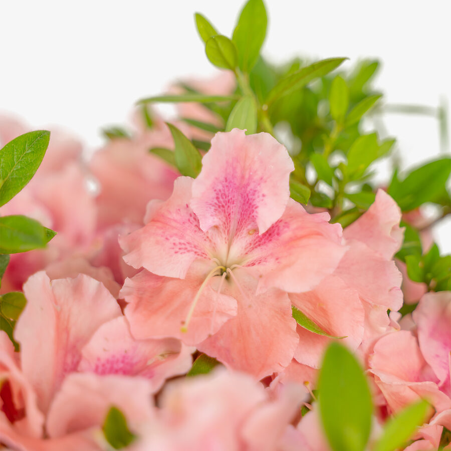 Blush Elegance ReBLOOM Azaleas For Sale Online | The Tree Center