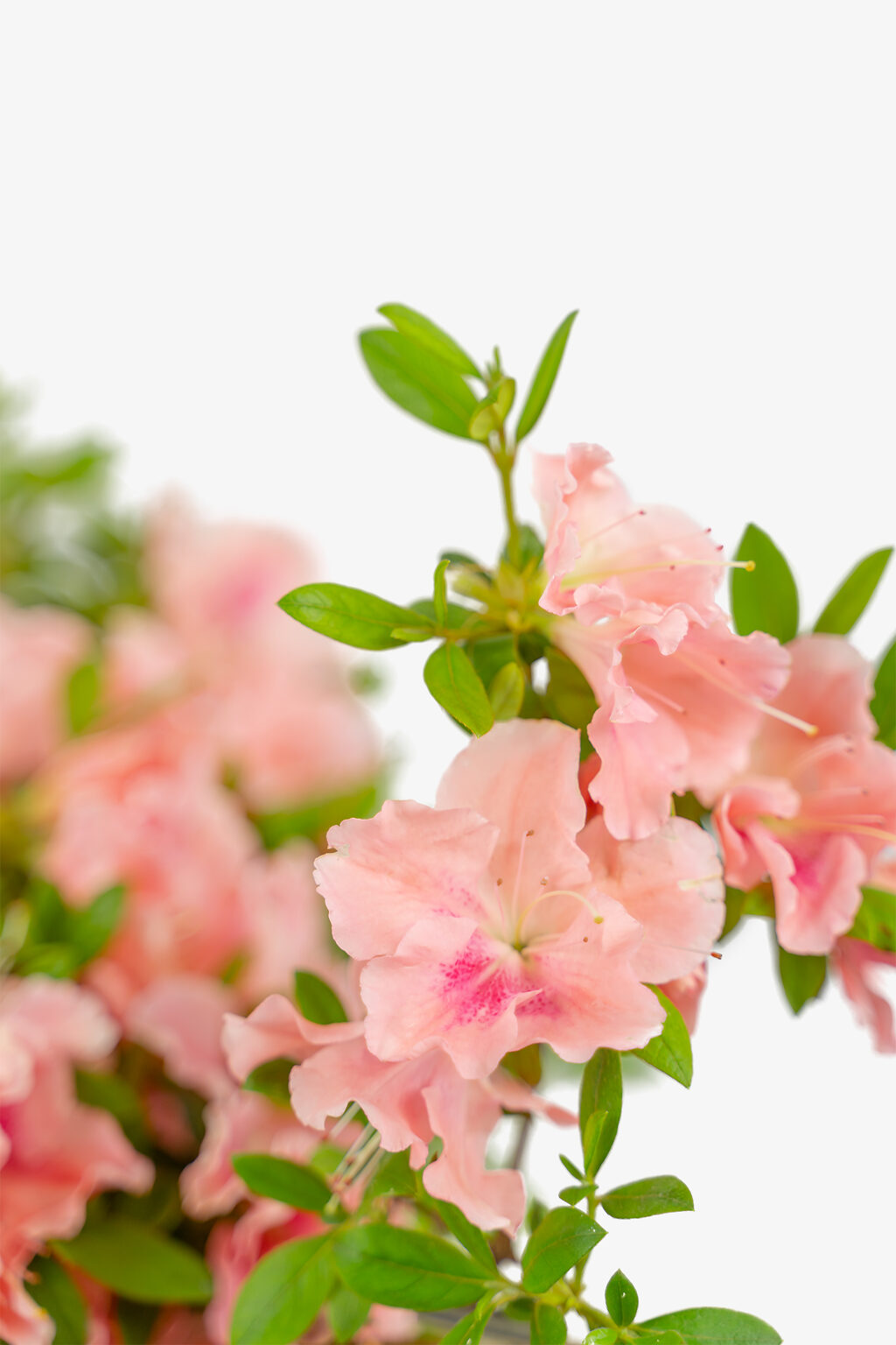 Blush Elegance ReBLOOM Azaleas For Sale Online | The Tree Center