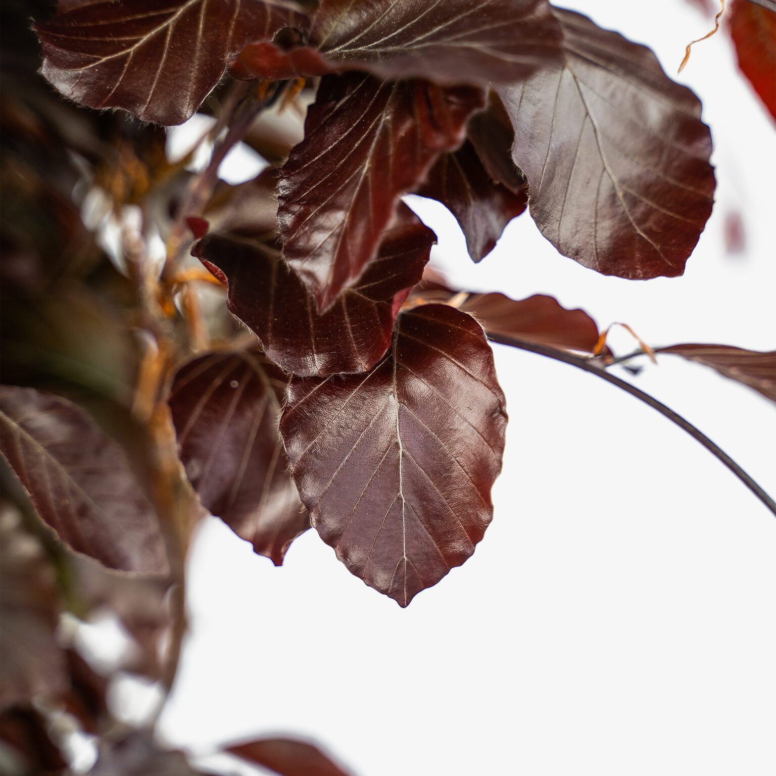 Columnar Purple Beech Tree