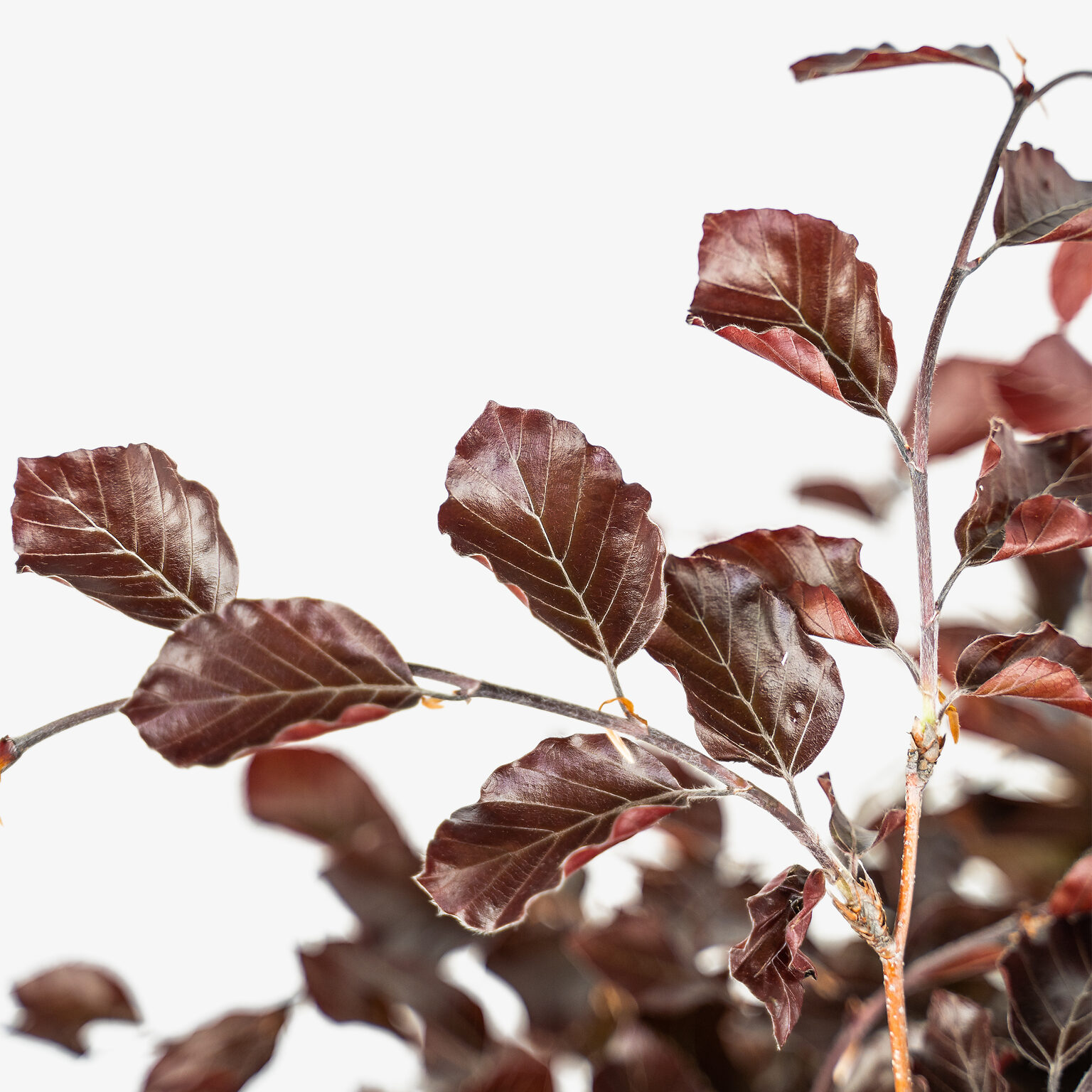 Columnar Purple Beech Tree