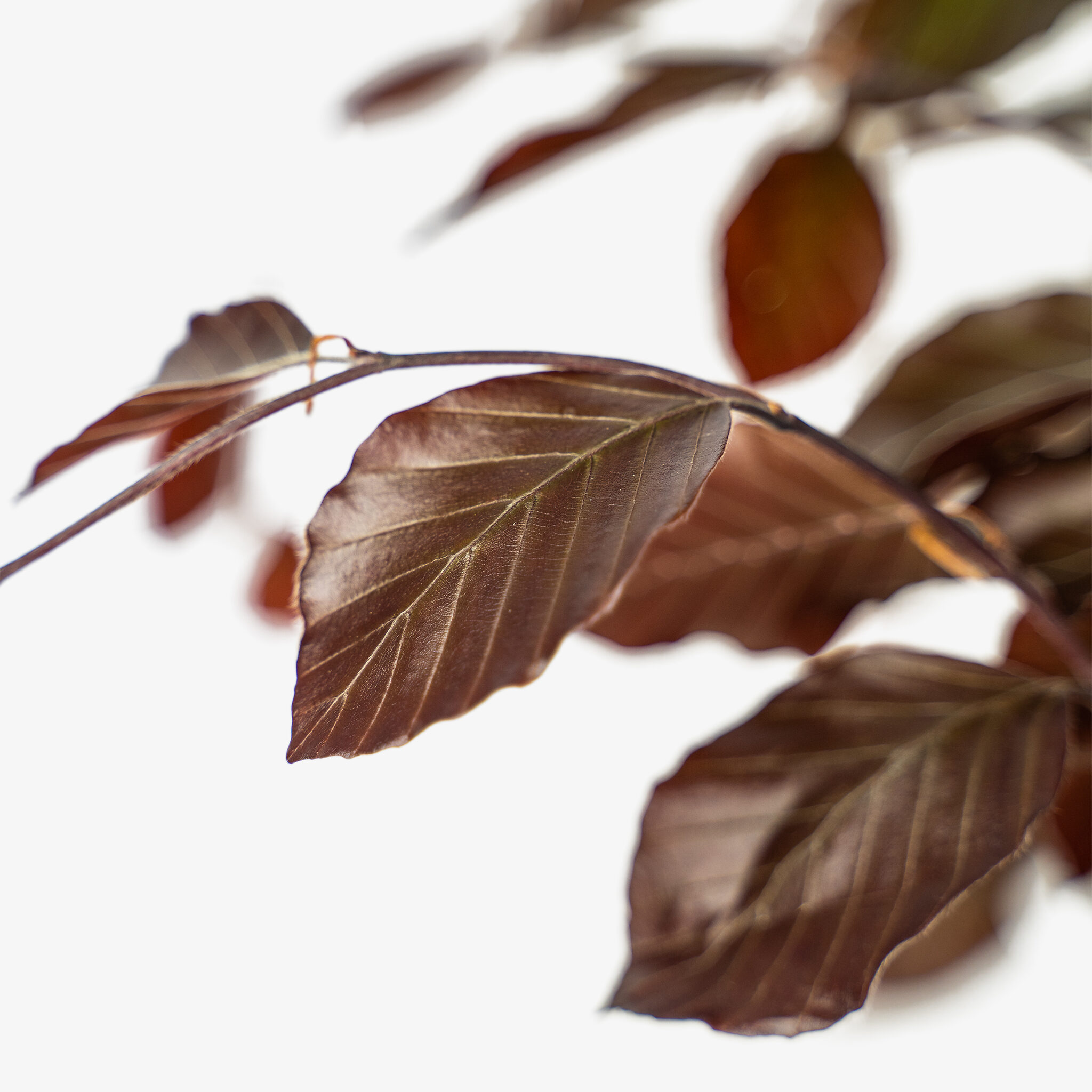 Columnar Purple Beech Tree