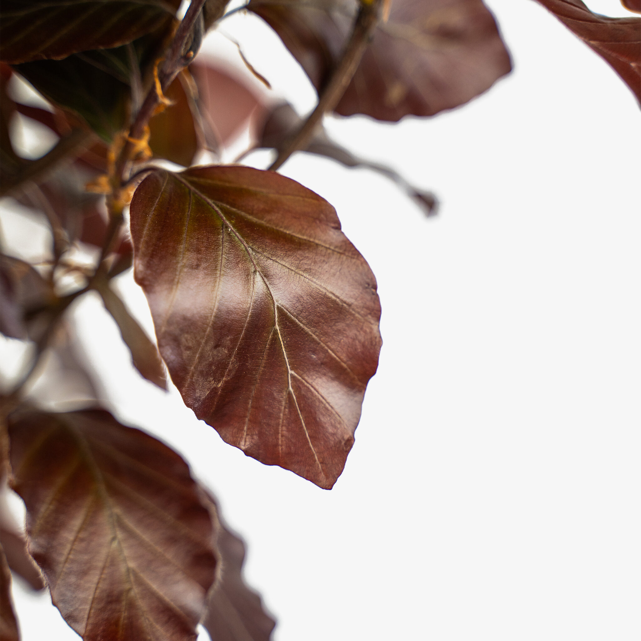 Columnar Purple Beech Tree