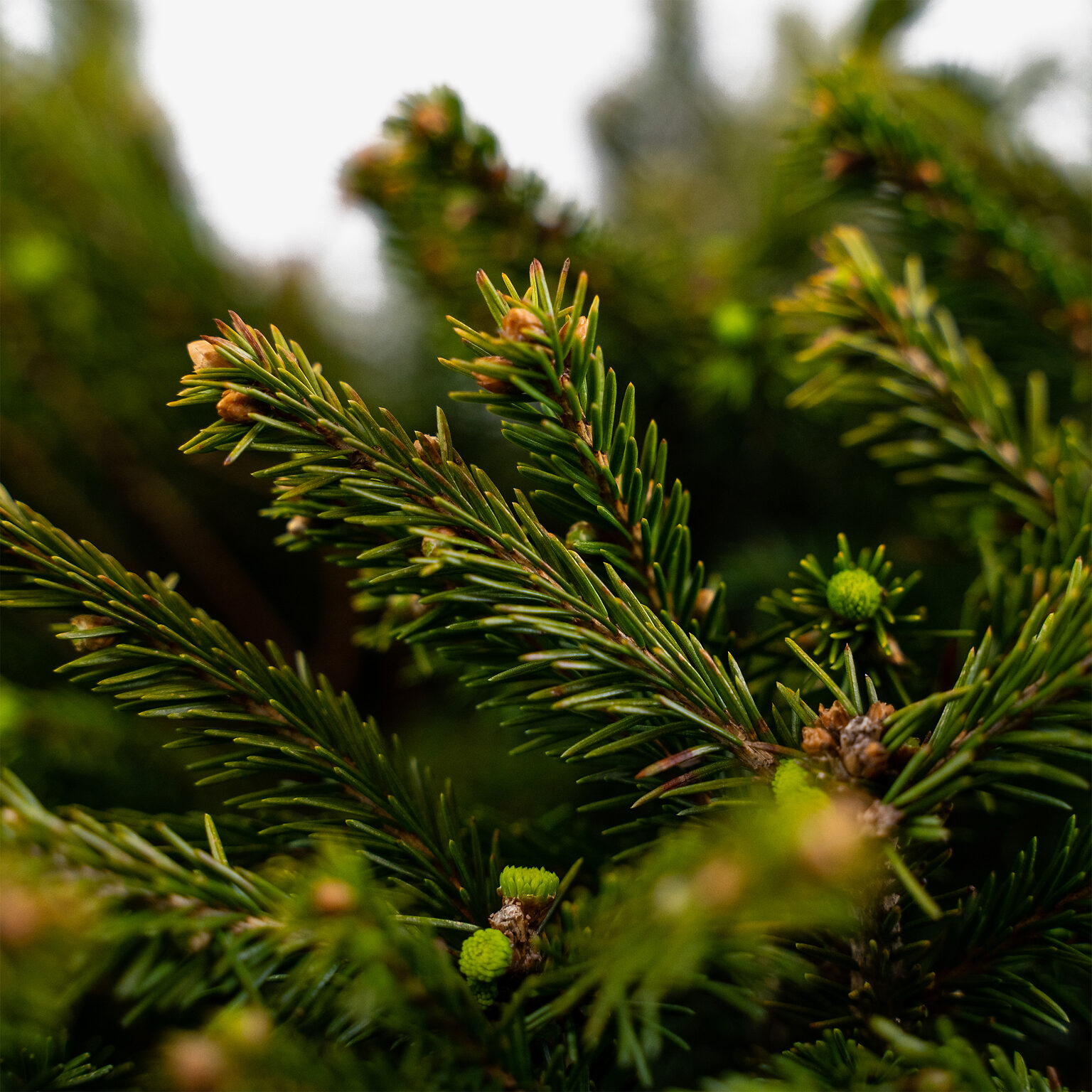 Dwarf Norway Spruce Trees For Sale Online | The Tree Center