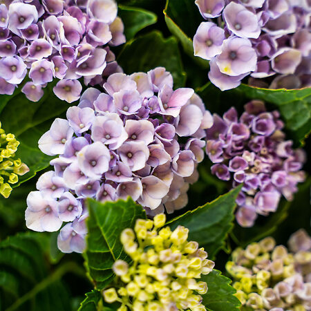 Everlasting Revolution Hydrangea Shrubs For Sale Online | The Tree Center