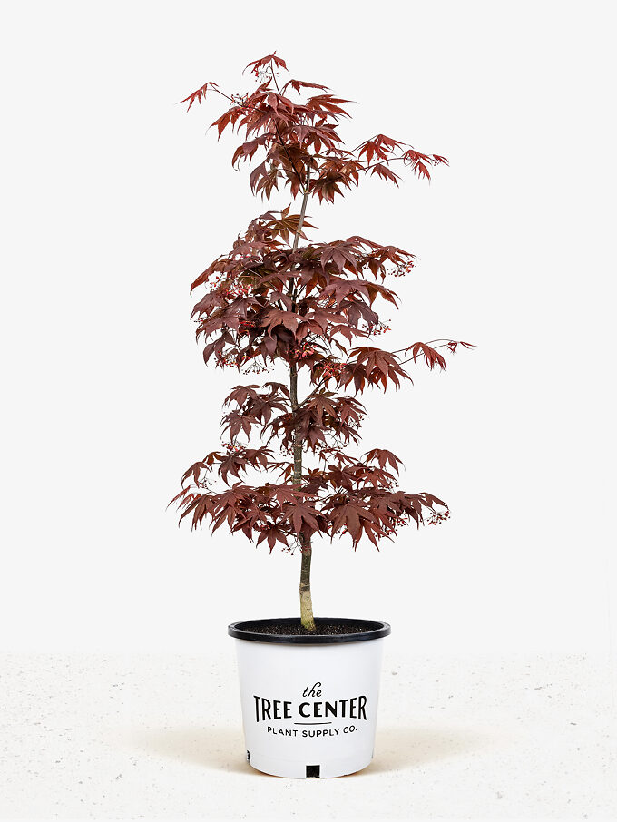 Japanese Maple Trees | Buy Japanese Maple Trees | The Tree Center