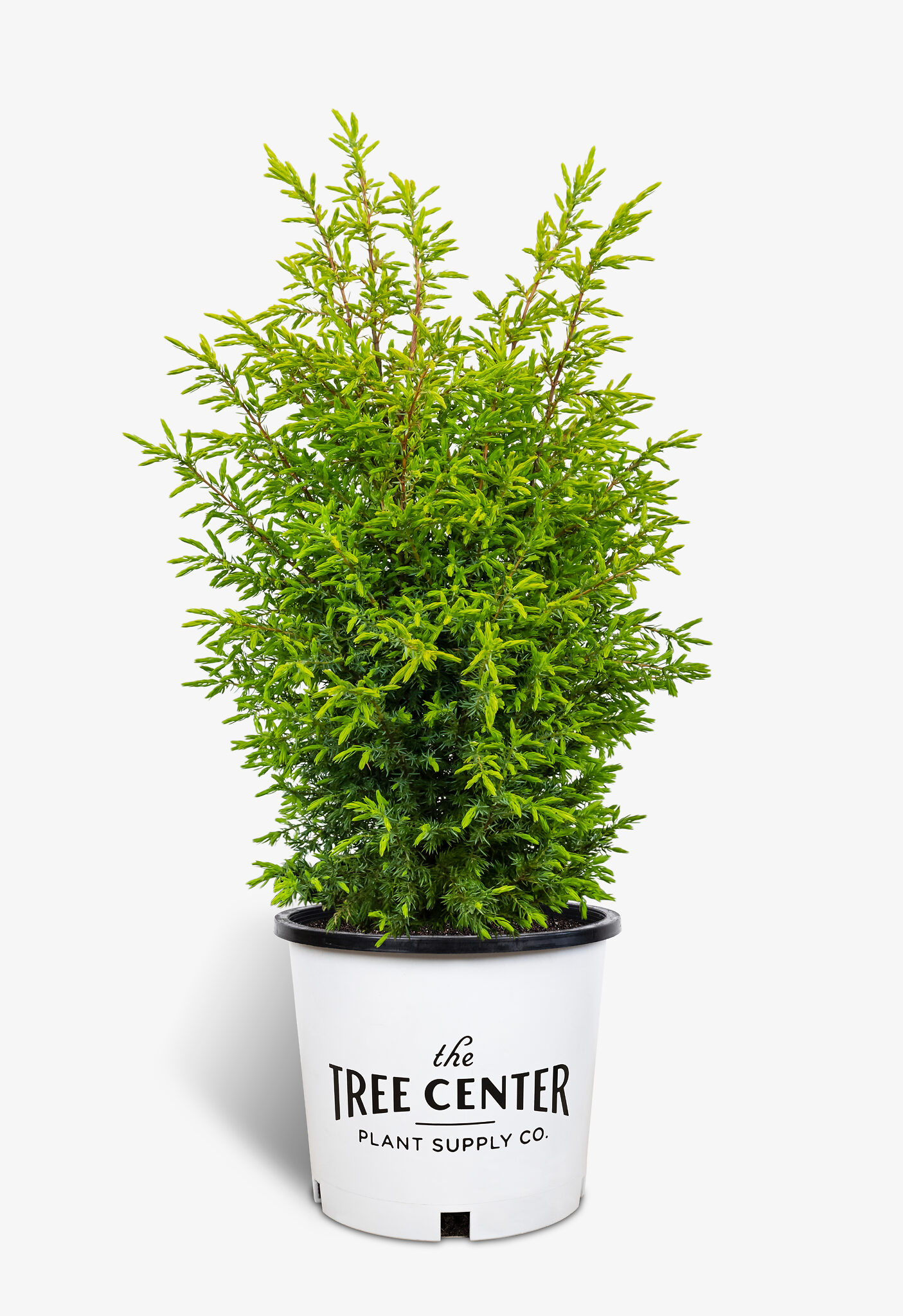 Gold Cone Juniper Tree For Sale Online | The Tree Center