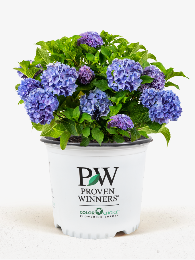 Hydrangeas For Sale Online | The Tree Center