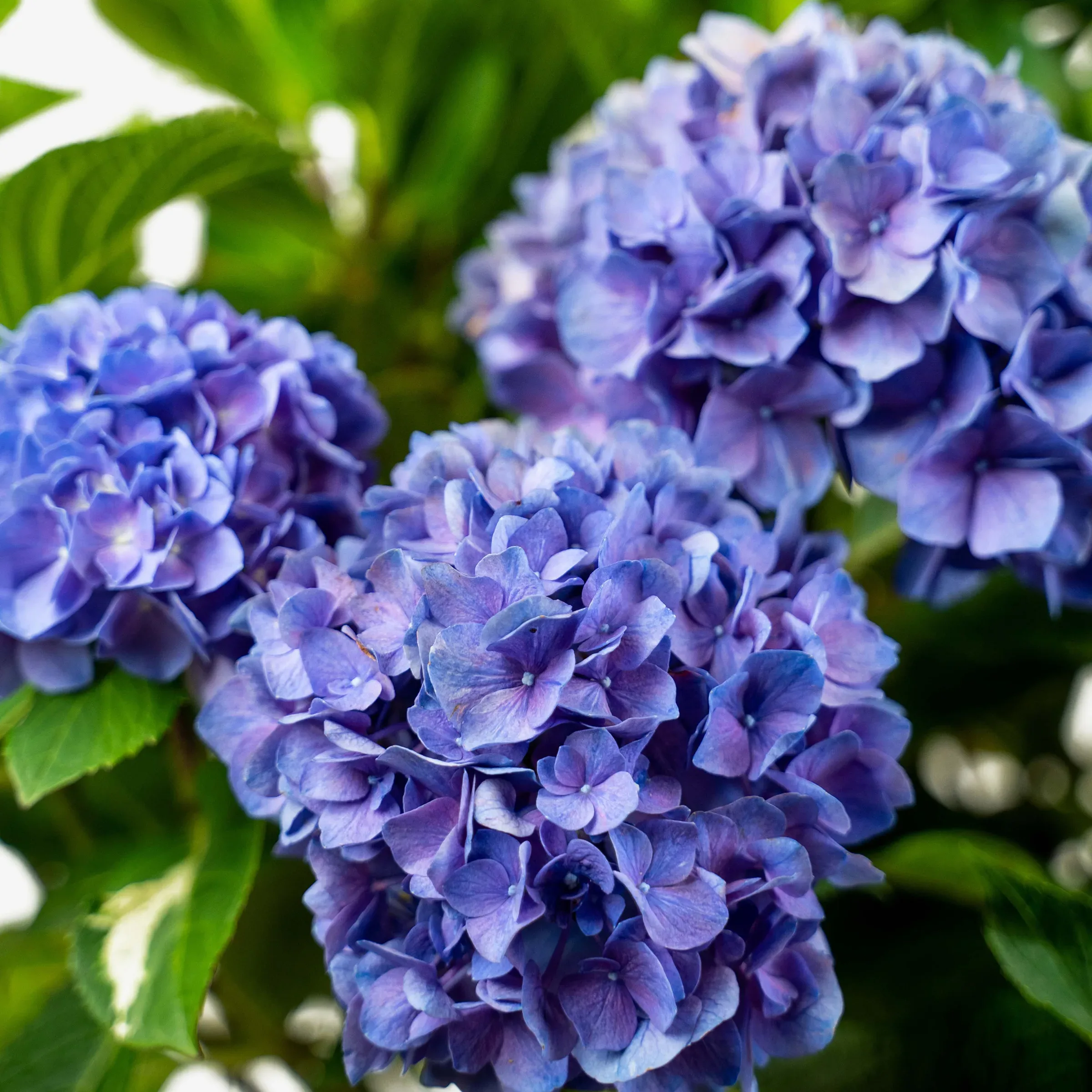 Image of Let's dance rhythmic blue hydrangea bush in bloom