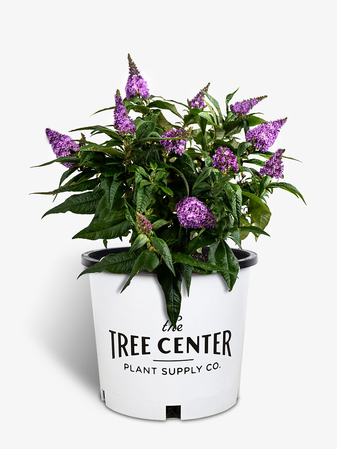 Miss Molly Butterfly Bush For Sale Online The Tree Center