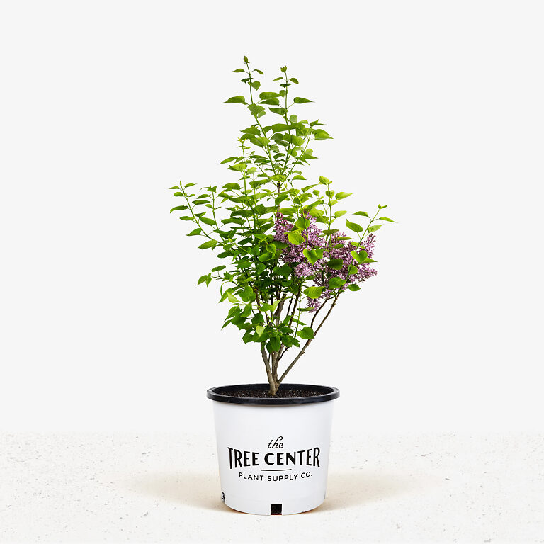 Sensation Lilac Shrubs For Sale Online | The Tree Center