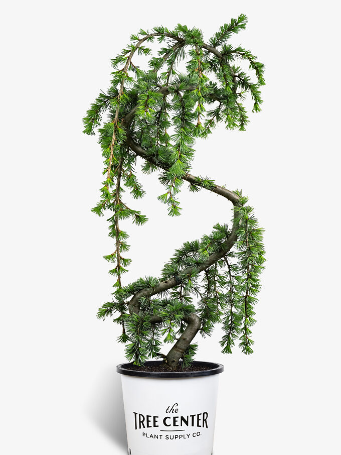 Buy Cedar Trees Cedar Trees For Sale Online The Tree Center