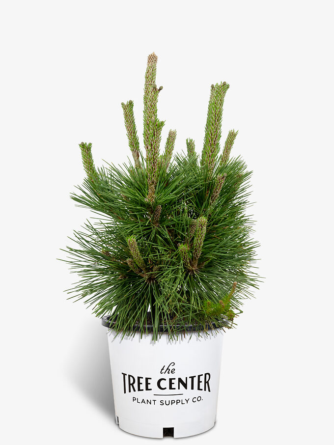 Pine Trees For Sale Buy Pine Trees The Tree Center   Thunderhead Pine 5G 01 680x906 