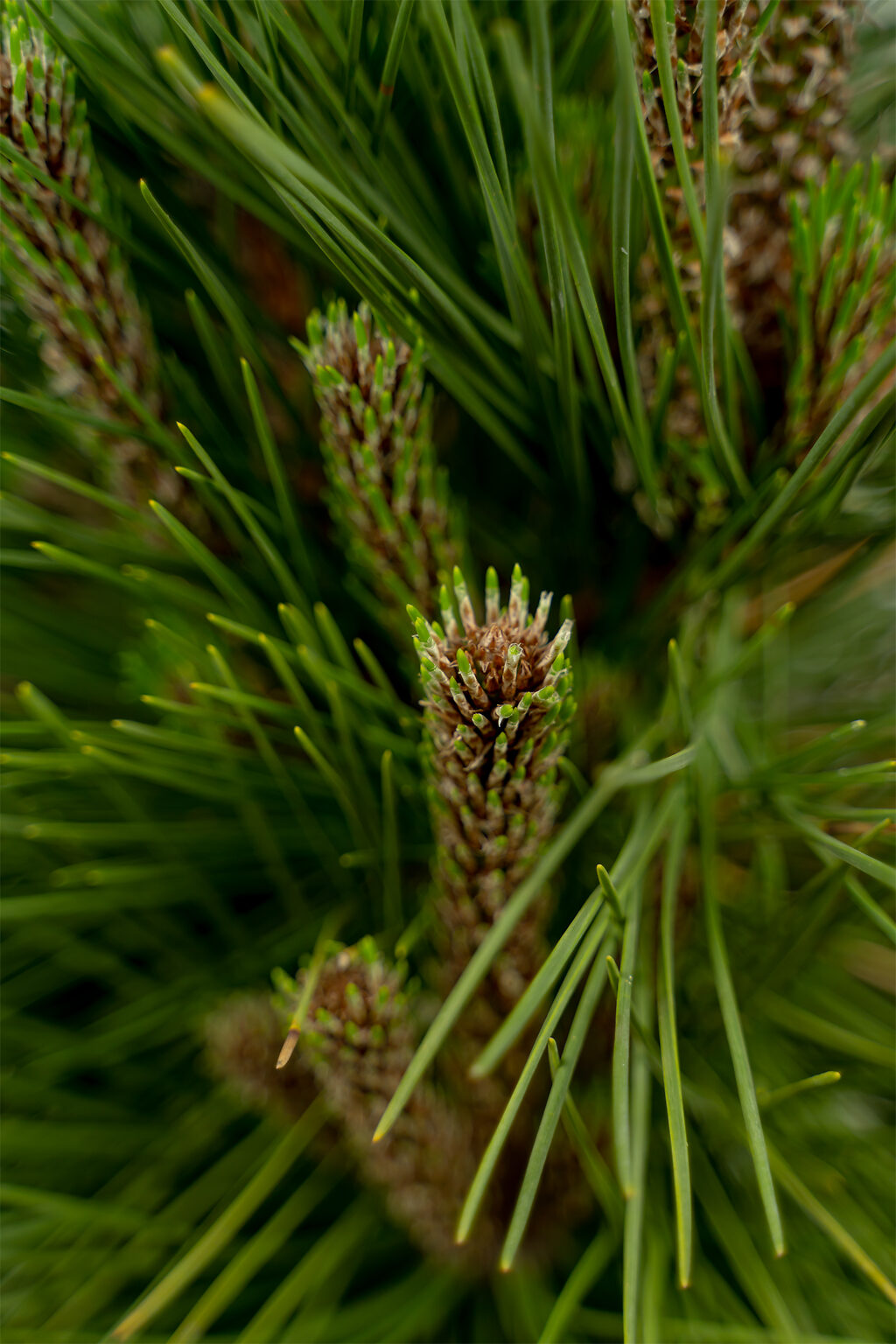 Thunderhead Pine Trees For Sale Online | The Tree Center