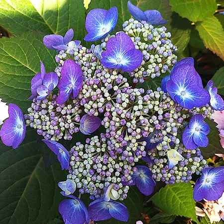 Endless Summer Twist-n-Shout Hydrangeas For Sale Online | The Tree Center