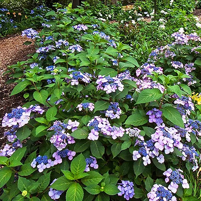 Endless Summer Twist-n-Shout Hydrangeas For Sale Online | The Tree Center