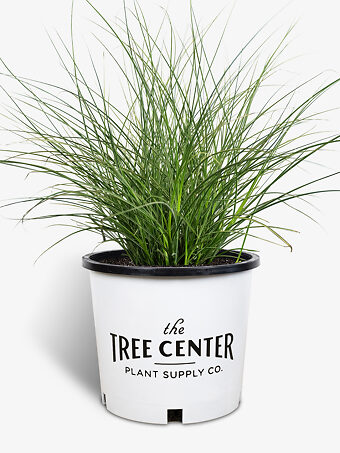 Cosmopolitan Maiden Grass For Sale Online The Tree Center