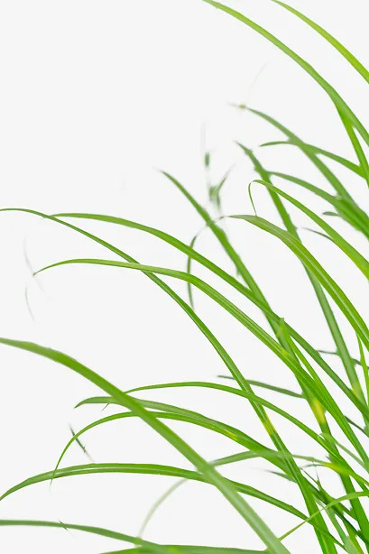 Porcupine Grass For Sale Online | The Tree Center