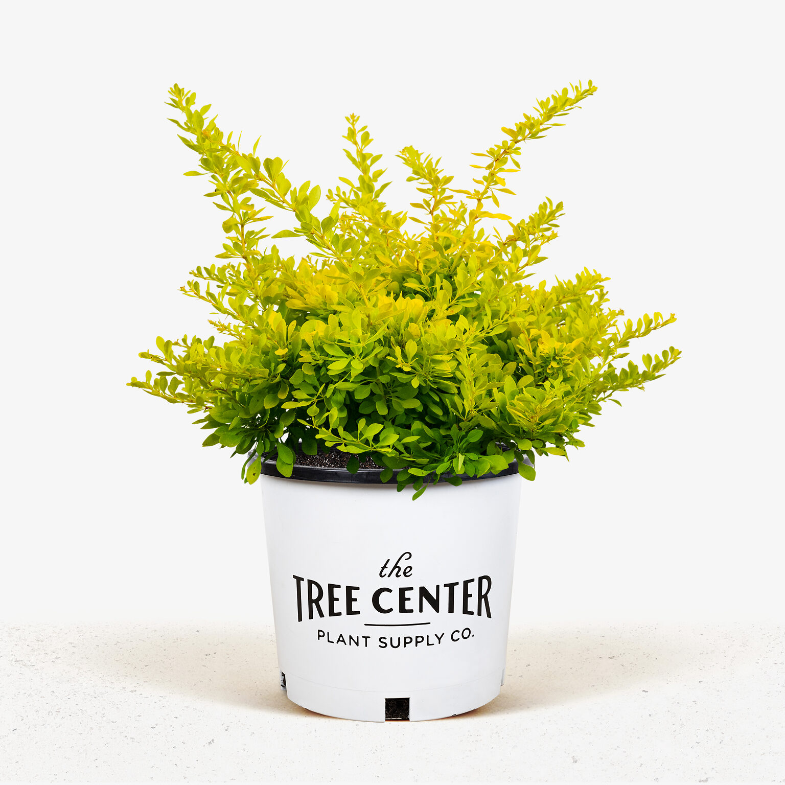 Sunjoy® Citrus Barberry For Sale Online | The Tree Center