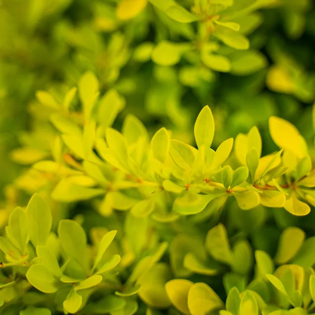 Sunjoy® Citrus Barberry For Sale Online | The Tree Center