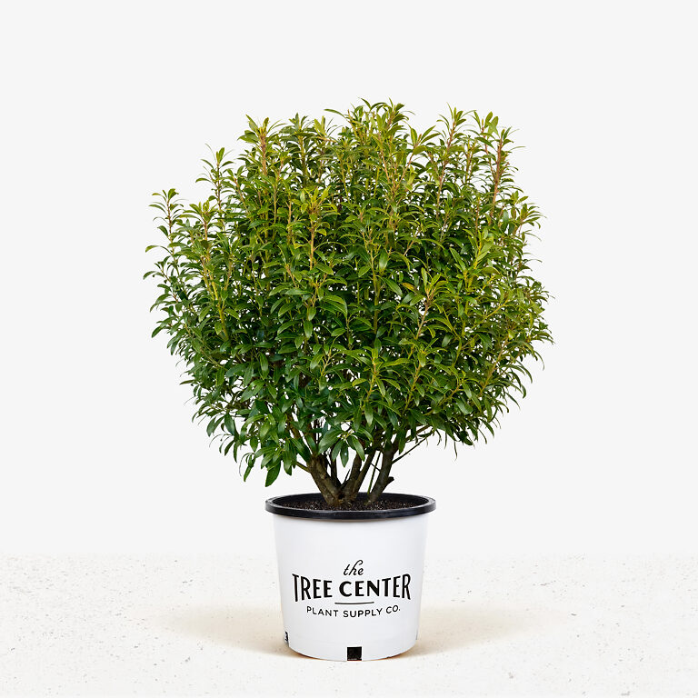 Gem Box® Inkberry Holly For Sale Online | The Tree Center