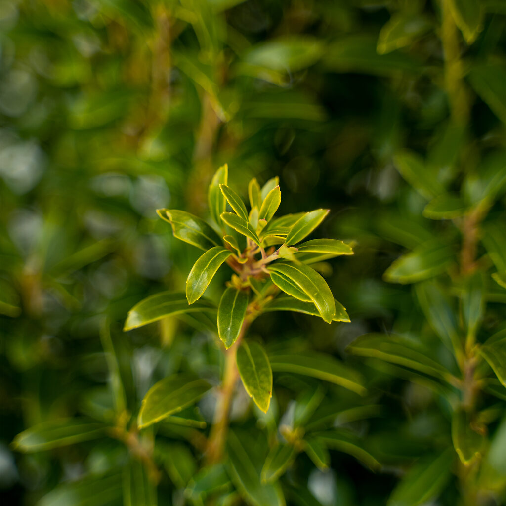 Gem Box® Inkberry Holly For Sale Online | The Tree Center