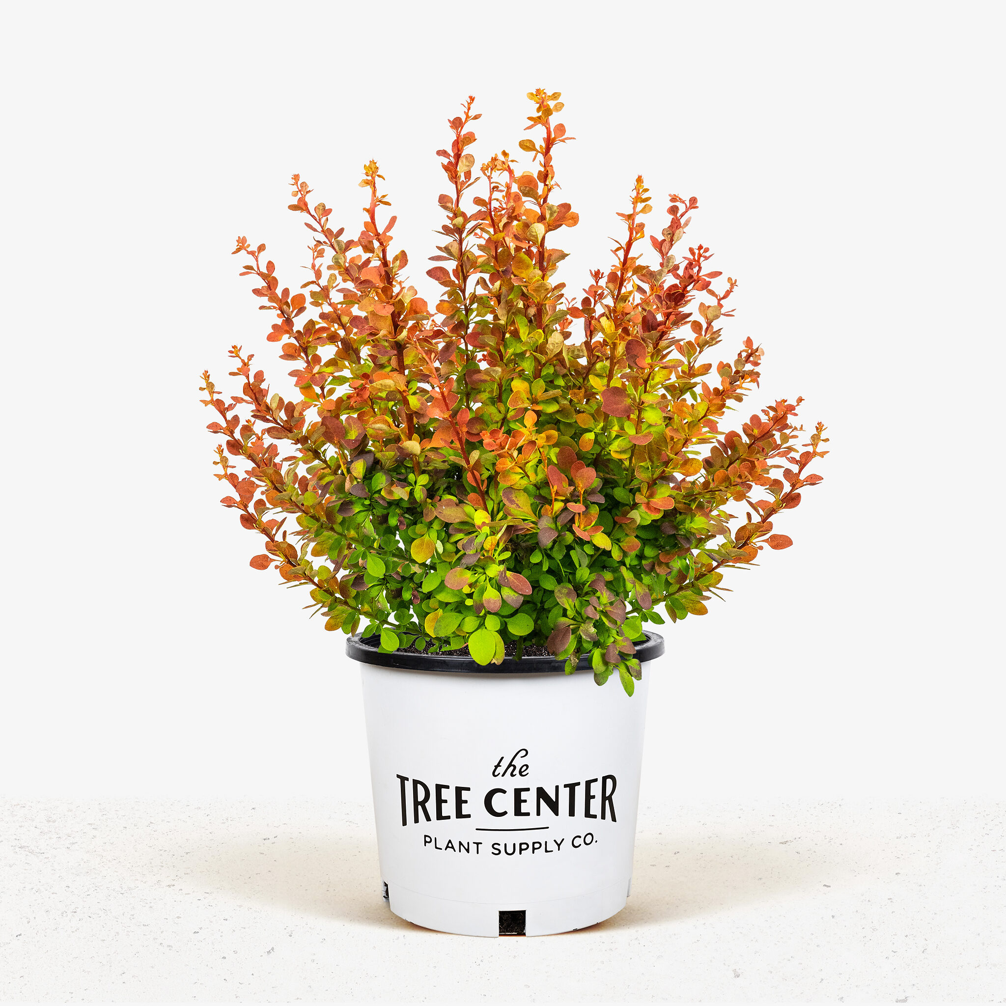 Sunjoy® Tangelo Barberry For Sale Online | The Tree Center