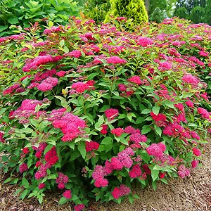 Double Play Doozie® Spirea For Sale Online | The Tree Center