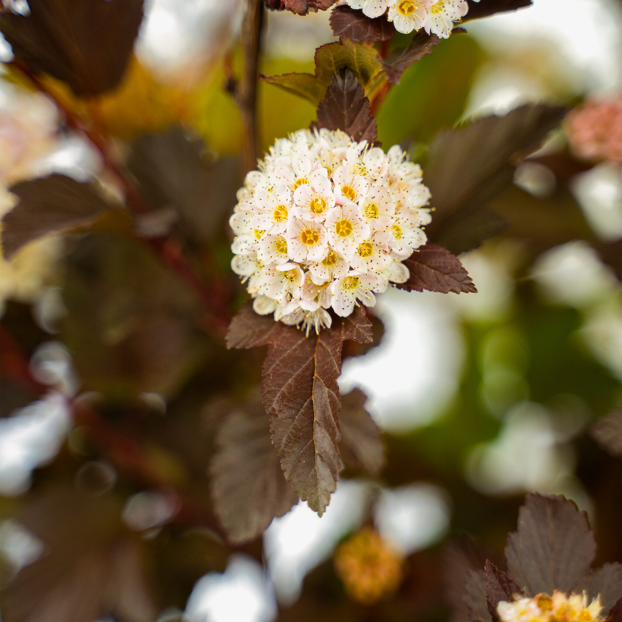 Ginger Wine® Ninebark For Sale The Tree Center