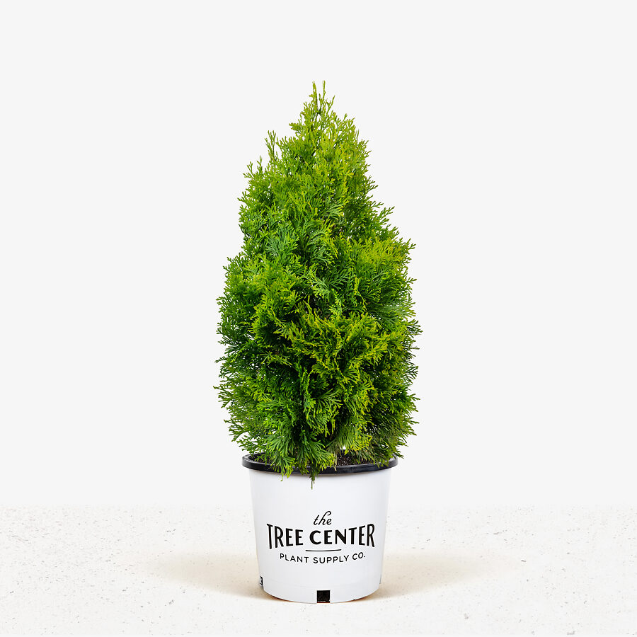 North Pole® Arborvitae For Sale Online | The Tree Center