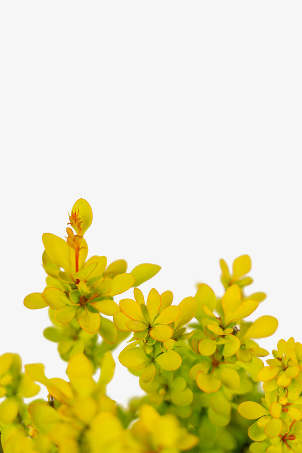 Sunjoy Gold Pillar Barberry For Sale Online The Tree Center